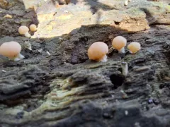 Tubifera microsperma thumbnail 2