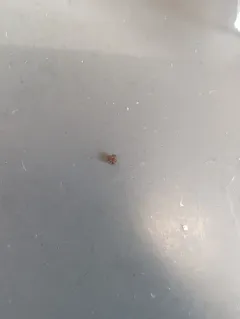 Varroa Mite thumbnail 4