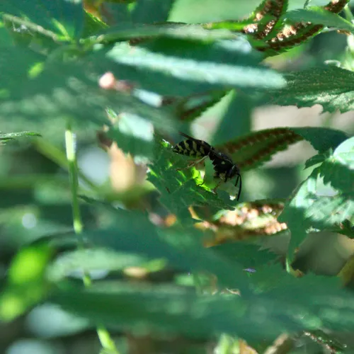 Forest Yellowjacket