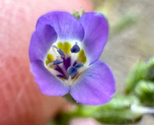 Nevada gilia