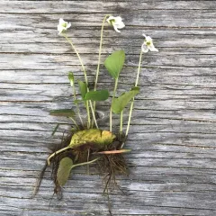 northern white violet thumbnail 4