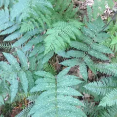 Goldie's wood fern thumbnail 2