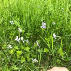 marsh blue violet thumbnail 3