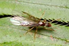 Lasius vestitus thumbnail 2