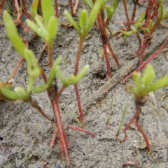 thickleaf orach thumbnail 2