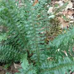 Christmas fern thumbnail 4