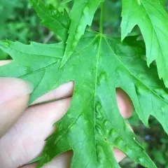 Taphrina carveri thumbnail 4