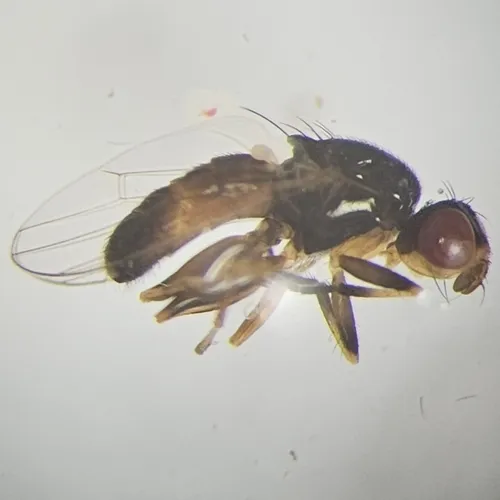 Prochyliza brevicornis