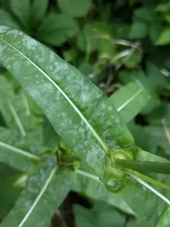 Podosphaera dipsacacearum thumbnail 2