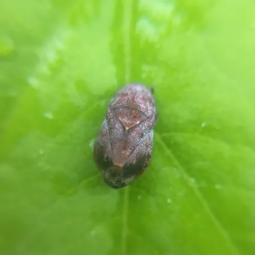 Penthimia americana
