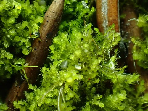 Blepharostoma brevirete