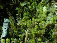 Four-fingered Pawwort thumbnail 3