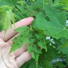 Maple Bladdergall Mite thumbnail 5