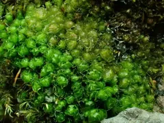 Purple-lobed Notchwort thumbnail 3