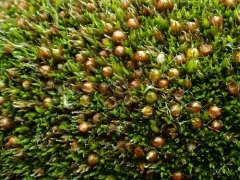 Toothless Grimmia thumbnail 2