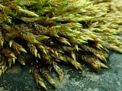 Golden Erect-capsule Moss thumbnail 4