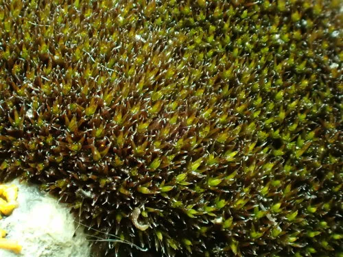 Schistidium teretinerve