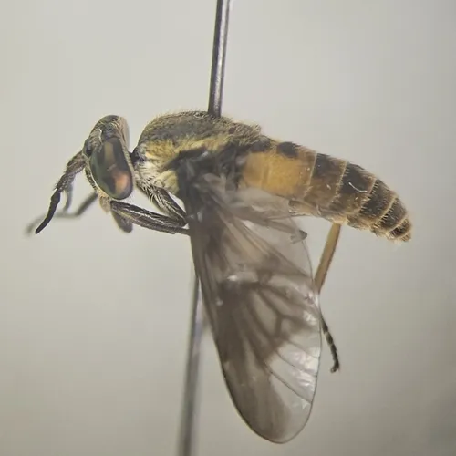 Frigid Deer Fly