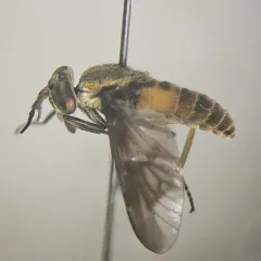 Frigid Deer Fly thumbnail 1