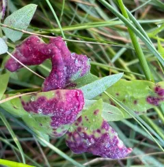 Norvellina chenopodii thumbnail 4