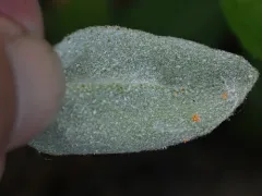 Podosphaera shepherdiae thumbnail 3