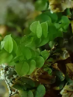 Curvey-capsuled Thin-leaved Moss thumbnail 2