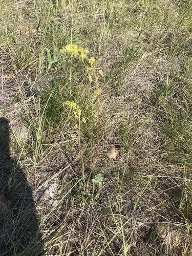 littleleaf alumroot