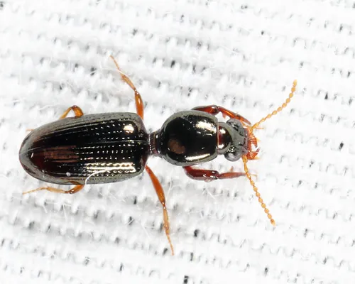 Dyschirius erythrocerus