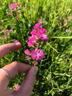 Nelson's checkermallow thumbnail 2