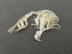 parasitic hyperiid amphipod thumbnail 3