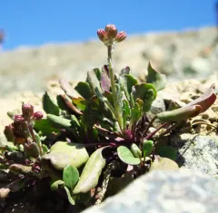 Rocky Mountain groundsel thumbnail 4