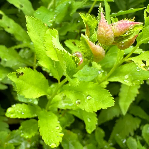 Dasineura salicifoliae