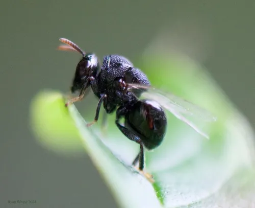 Perilampus canadensis