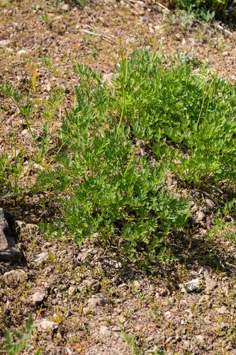 California lovage