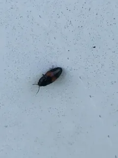 Drapetes exstriatus thumbnail 3