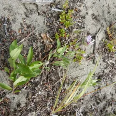 Siberian Aster thumbnail 4