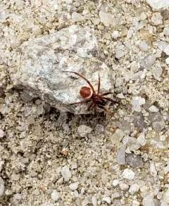 Red-and-white Asagena thumbnail 2