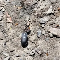 Silpha tristis thumbnail 3