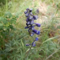Sierra larkspur thumbnail 3