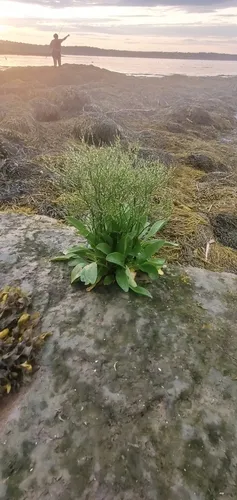 Common Sea-lavender