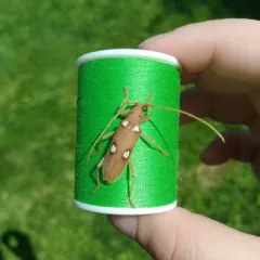 Ivory-marked Borer thumbnail 4