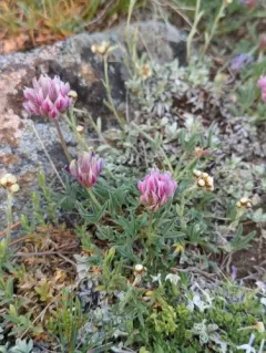 whiproot clover thumbnail 1