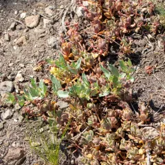 cream stonecrop thumbnail 3