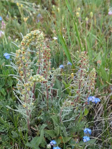 Alpine Sagebrush