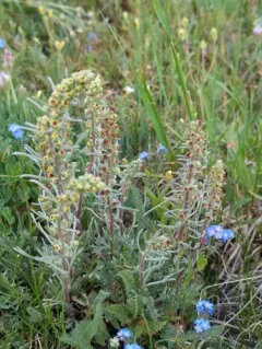 Alpine Sagebrush thumbnail 1