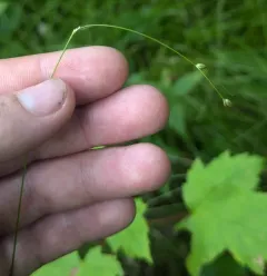 threeseeded sedge thumbnail 4