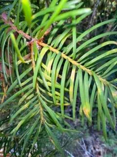 Douglas-Fir Needle Midge thumbnail 2