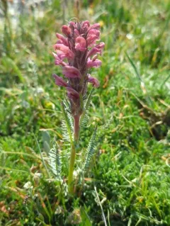Fern-leaved Lousewort thumbnail 1