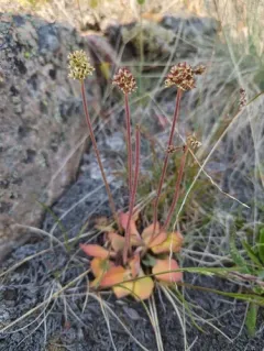 Diamondleaf Saxifrage thumbnail 2