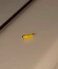 Alebra bicincta thumbnail 4